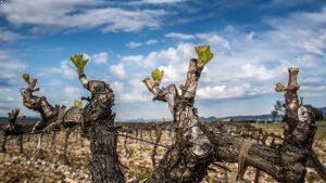 Vin Côtes du Rhône - Engagement Durable
